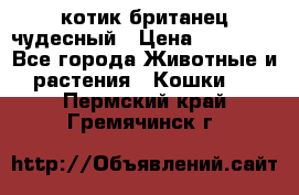 котик британец чудесный › Цена ­ 12 000 - Все города Животные и растения » Кошки   . Пермский край,Гремячинск г.